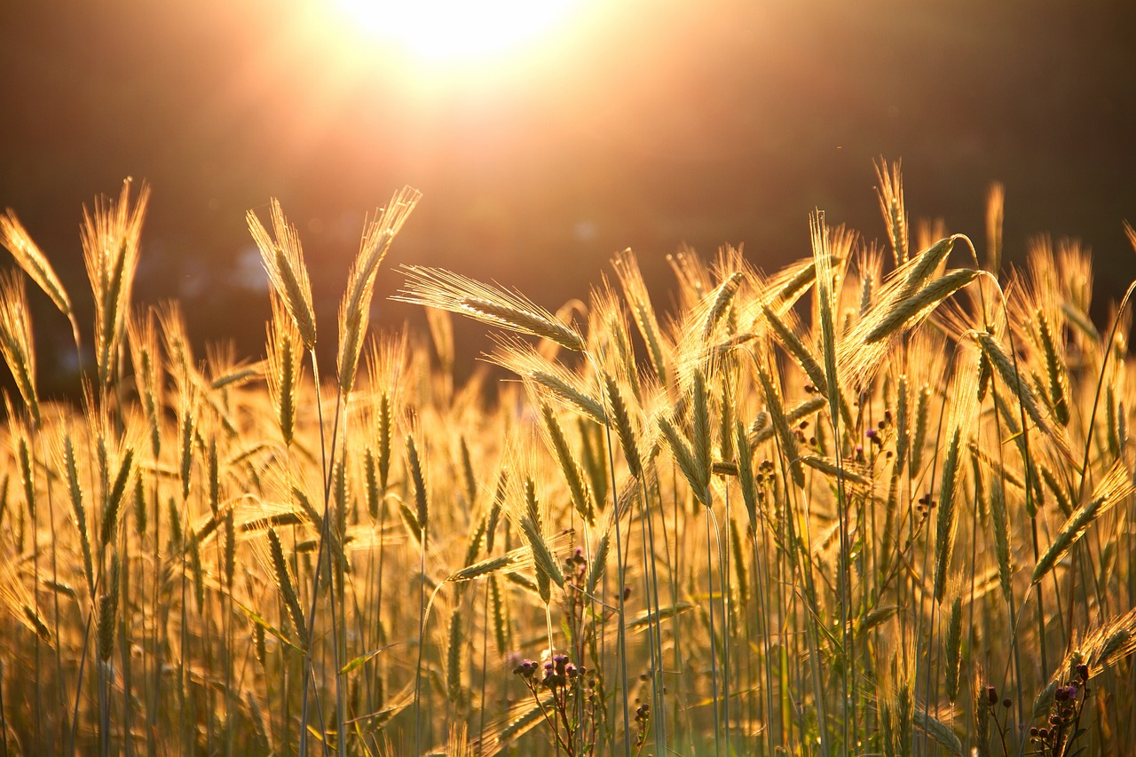 Using Cover Crops for Eco-Friendly Soil Management